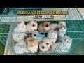 Show Quality Pure Persian Kittens Persian Cats for Sale Cats for Sale Persian Cat Cats