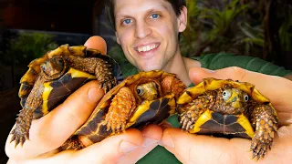 Finally Getting Turtles Crazy Adventure to Find the Perfect Turtle