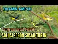 Download Lagu Suara pikat sogon | Suara pikat sogon anakan vs indukan bikin kepo sogon liar dijamin ampuh