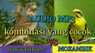 Download SUARA BURUNG BLACKTHROAT VS MOZAMBIK MP3