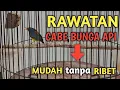Lagu RAWATAN HARIAN BURUNG CABE BUNGA API, MUDAH TANPA RIBET