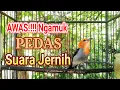 Download Lagu Suara Kemade Gacor Buat PANCINGAN Burung Cabe Cabean Gacor