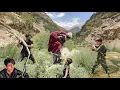 Download Lagu Hussein's family conflict: A breathtaking search for Mojgan in the mountains