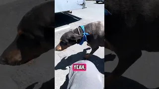 #Fyp #dream #YouTube #doberman #pets