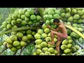 Download Lagu Penghasil Kelapa Terbesar di Dunia - 6 REKOR Indonesia di Bidang Pertanian