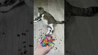 Cat Barsik ❤🌈 Beads Balls Reverse video 🔥