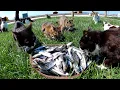 Stray cats who came across a bucket full of raw fish thought they were dreaming