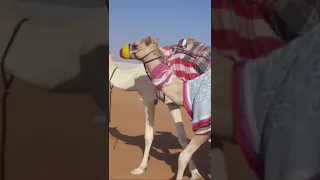 الكايدة حمد محمد علي بن عويمر الدرعي سلام 