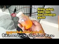 Download Lagu RACIKAN NEKTAR PALING SEMPURNA‼️ Terbaik untuk konin dan sogon anda