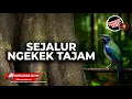 Download Lagu 🔴 Tembakan Sejalur Cucak Cungkok Super Gacor Isian Ngekek Tajam Full Speed Rapet