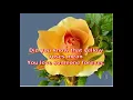 A Single Yellow Rose  By: Isla Grant Karaoke!!!