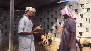 بو بيسه و ابو سعيد 