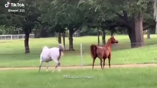 في حماك ربي دندنها