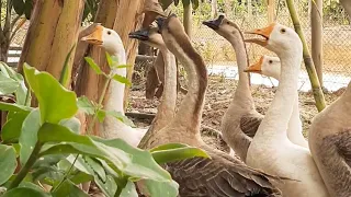 Por que você deve criar um ganso na sua casa!