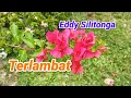Terlambat Eddy Silitonga Maafkan Kesalahan Ku Padamu Semoga Engkau Tiada Akan Kecewa