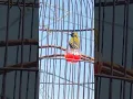 Download Lagu Burung Sogon Isian Ciblek