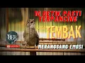 Download Lagu KAPAS TEMBAK BIKIN LAWAN EMOSI LANGSUNG BUNYI !!! FULL BESETAN !! #kapastembak #kapastembakgacor