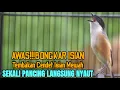 Download Lagu MASTERAN CENDET GACOR DOR ISIAN KAPAS TEMBAK GEREJA TARUNG LOVEBIRD KENARI