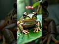 Download Lagu suara katak dihutan
