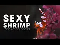 SEXY SHRIMP COMPLETE CARE GUIDE - THOR AMBOINENSIS CARE