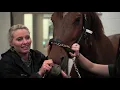 In Depth Laurence Fishburne - Equine Wellness