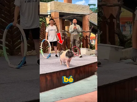 Bé heo được mọi người yêu thích nhất.#shorts
