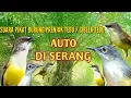 Download Lagu suara pikat burung prenjak tebu / ciblek tebu
