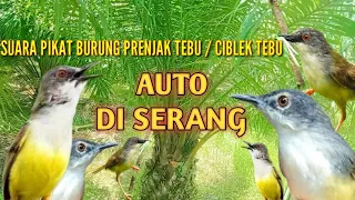 Download suara pikat burung prenjak tebu / ciblek tebu MP3