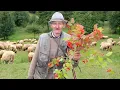 Download Lagu VIAȚA DE CIOBAN A LUI BADEA PETREA LA 73 DE ANI CU PESTE 300 DE OI | CĂLINE FRUCTE PENTRU RĂCEALĂ