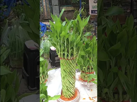 Beautiful Lucky Bamboo Designs #shorts #plants
