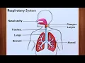 Easy Respiratory System Drawing Step by Step Class 9 10 Biology Diagram