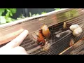 Download Lagu Is Copper Tape effective against snails and slugs (let's do an experiment)
