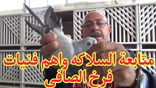 متابعة السلاكه واهم فنيات فرخ الصافى ياسر ادهم حمام النش 