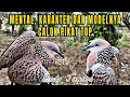 Download Lagu Mulai Dari Mental, Karakter Suara Dan Modelnya Calon Kuat Pikat TOP 