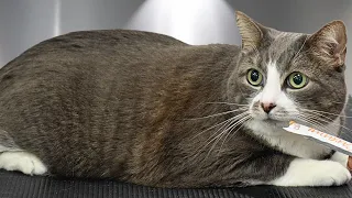 The Cutest Sweetest Best Cat to Groom in the Whole World