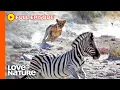 Predator vs Prey on the Africa Savannah Wildlife Icons Ep105