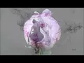 The Cinematic Orchestra - Arrival of the Birds & Transformation