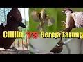 Download Lagu Terbaru Suara Jernih Cililin Vs Gereja Tarung, Masteran Murai Batu, Lebih Berkarakter Tajam \u0026 Rapat.