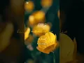 Download Lagu Surah Al-Isra also teaches about the importance of Salah the Quran,respect forparents and justice.
