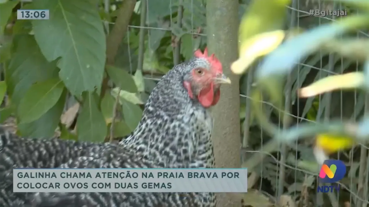 Galinha chama atenção na Praia Brava por colocar ovos com duas gemas