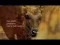 Download Lagu SECRETS  Of  WILD INDIA     Episode 2   TIGER  JUNGLE    David Attenborough   HD 720pi