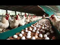 How to Raise Hens on a Small Farm - Harvesting Chicken Eggs