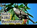Download Lagu Perkutut Lokal Suara KONG Mendengung Super Langka ‼️