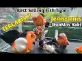 Download Lagu Jenis Ikan Koki Yang Paling Banyak Di Cari, Best Selling Goldfish