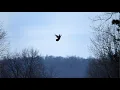 Download Lagu Flock of Turkeys Fly Across Road, Roost in Trees for the Night | Wild Bird Behavior