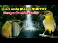 Download Lagu Dalam Hitungan Menit 💢 Pleci di rumah Bakal Bongkar isian