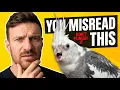 If Your Cockatiel Does This Don t Get Angry It Might Mean Something Else