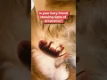 How to know if your dog is pregnant