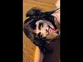 Goth Boxer 6AR6IE6 Went Viral