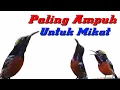 Download Lagu suara pikat burung kolibri paling ampuh || dijamin semua nyaut‼️